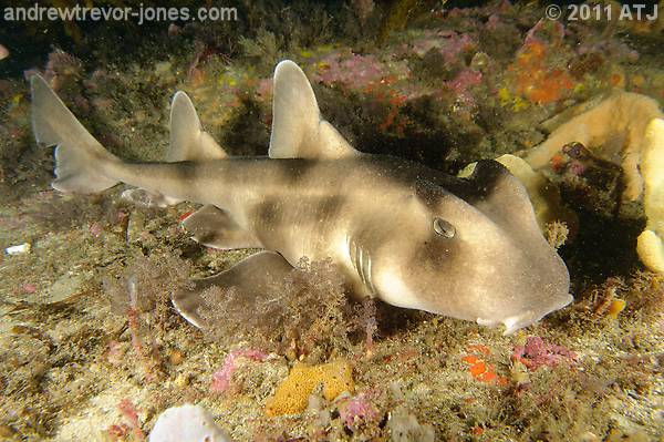 Crested horn shark, Heterodontus galeatus