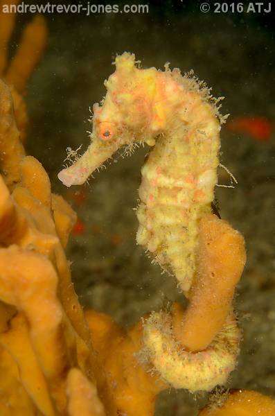 Great seahorse, Hippocampus kelloggi