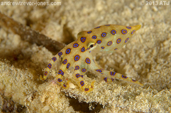 Blue-ring octopus, Hapalochlaena lunulata