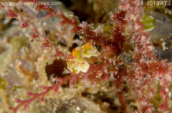 Pontoh's pygmy seahorse, Hippocampus pontohi