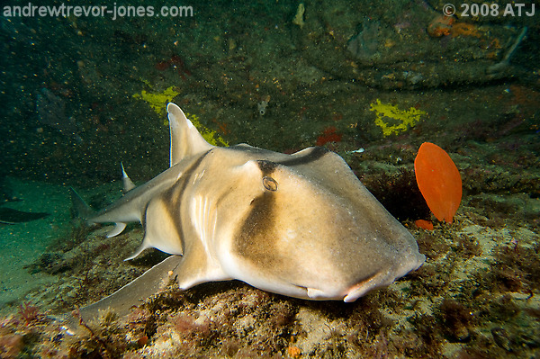Port Jackson shark, Heterodontus portusjacksoni