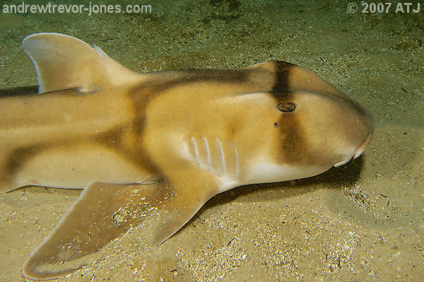 Port Jackson shark, Heterodontus portusjacksoni