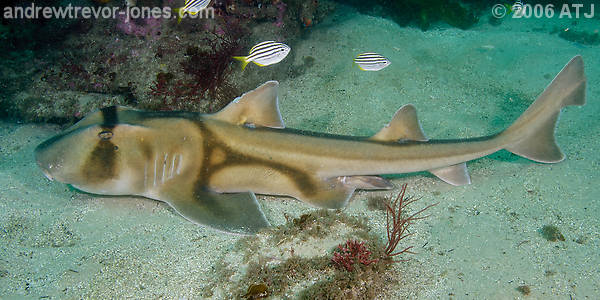 Port Jackson shark, Heterodontus portusjacksoni