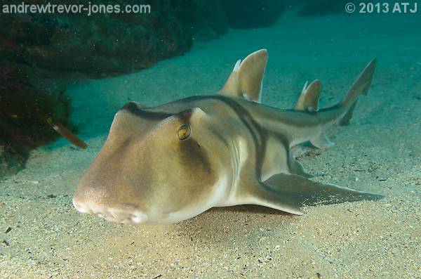 Port Jackson shark, Heterodontus portusjacksoni