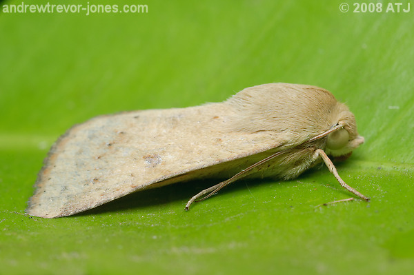 Native budworm, Helicoverpa sp.