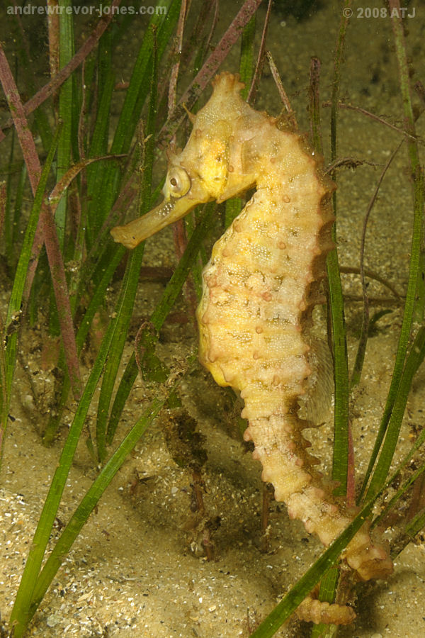 Seahorse at Camp Cove