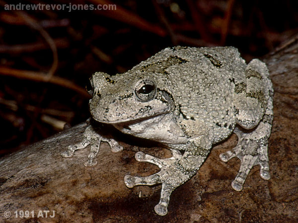 Gray tree frog, Hyla sp,