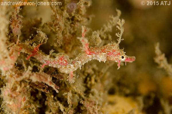 Sydney pygmy pipehorse, Idiotropiscis lumnitzeri