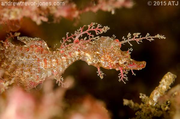 Sydney pygmy pipehorse, Idiotropiscis lumnitzeri