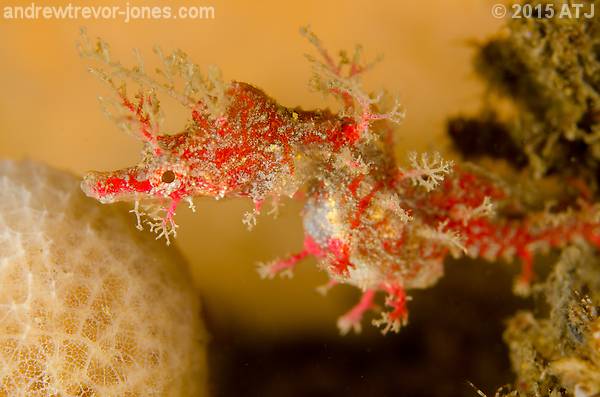 Sydney pygmy pipehorse, Idiotropiscis lumnitzeri