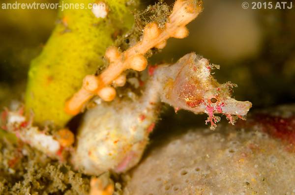 Sydney pygmy pipehorse, Idiotropiscis lumnitzeri