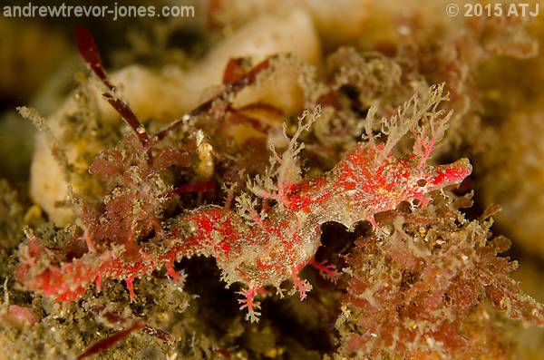 Sydney pygmy pipehorse, Idiotropiscis lumnitzeri