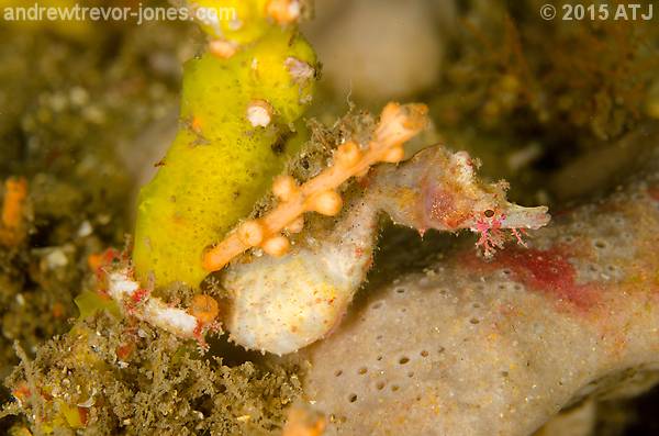 Sydney pygmy pipehorse, Idiotropiscis lumnitzeri