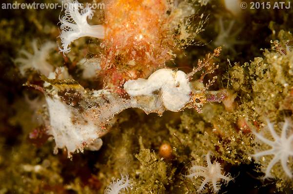 Sydney Pygmy  Pipehorse Can Change Their Colours Over Time