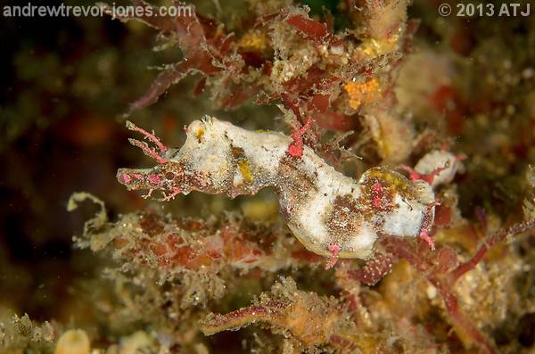 Sydney Pygmy Pipehorses *Updated*