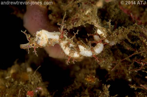 Sydney pygmy pipehorse, Idiotropiscis lumnitzeri