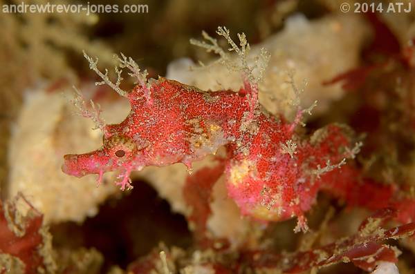 Sydney pygmy pipehorse, Idiotropiscis lumnitzeri