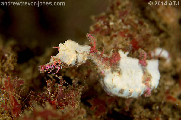 Pygmy Pipehorse Sightings at Kurnell
