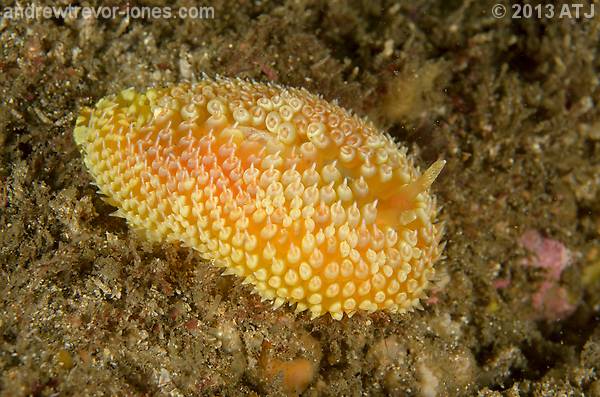 Nudibranch, Janolus sp.