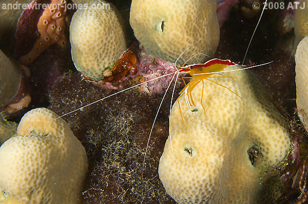 Scarlet cleaner shrimp, Lysmata amboinensis