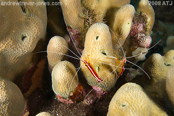 Scarlet cleaner shrimp, Lysmata amboinensis