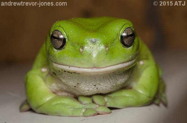 Green Tree Frog in the Backyard