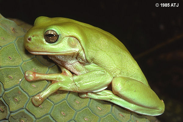 Green tree frog, Litoria caerulea