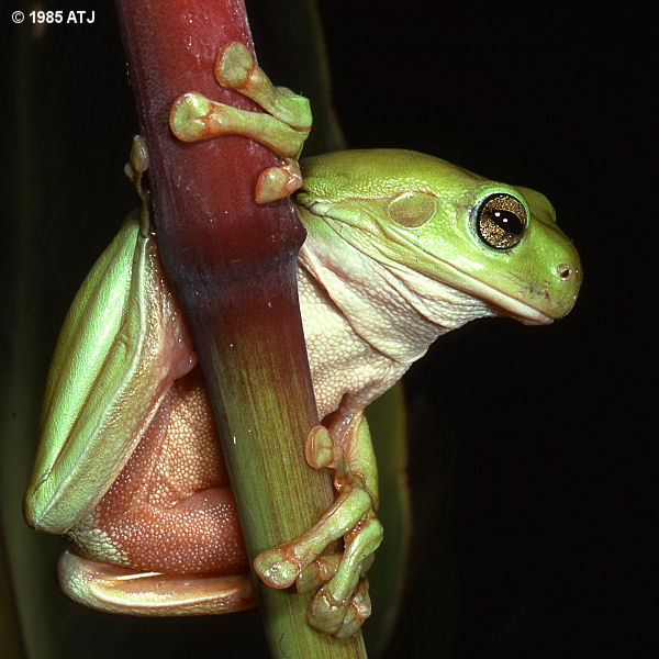 Green tree frog, Litoria caerulea