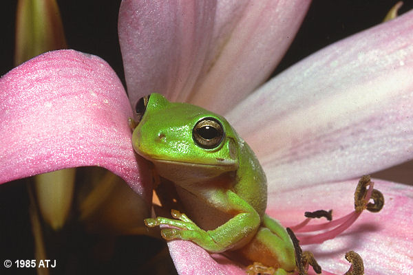 Green tree frog, Litoria caerulea