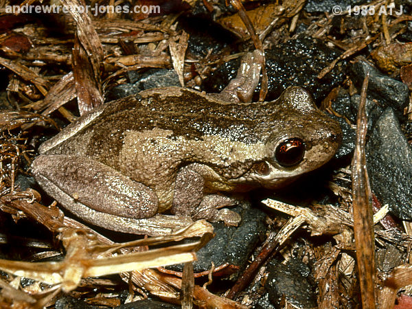 Bleating tree frog, Litoria dentata