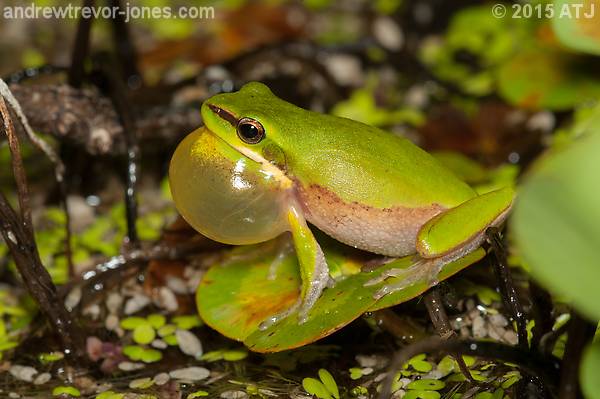 Dwarf tree frog, Litoria fallax