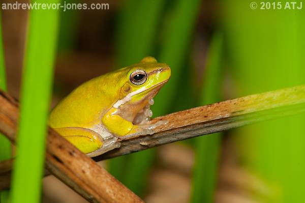 Dwarf tree frog, Litoria fallax