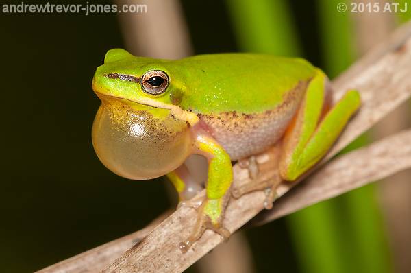 Dwarf tree frog, Litoria fallax