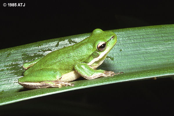 Dwarf tree frog, Litoria fallax