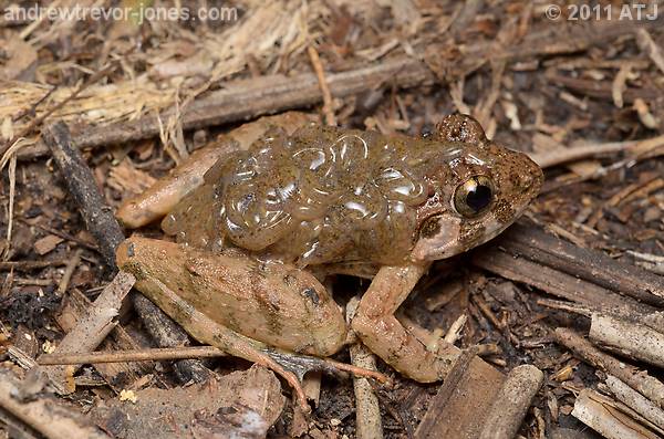 Rough guardian frog, Limnonectes finchi