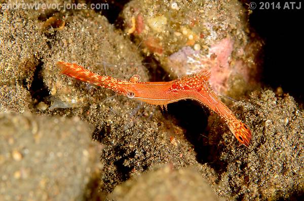 Donald Duck shrimp, Leander plumosus