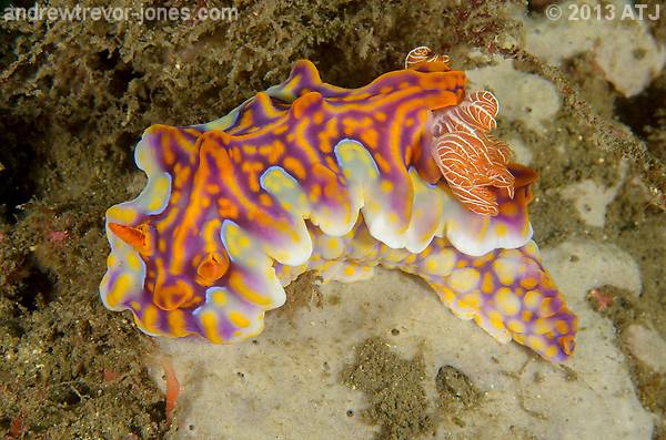 Nudibranch, Miamira magnifica