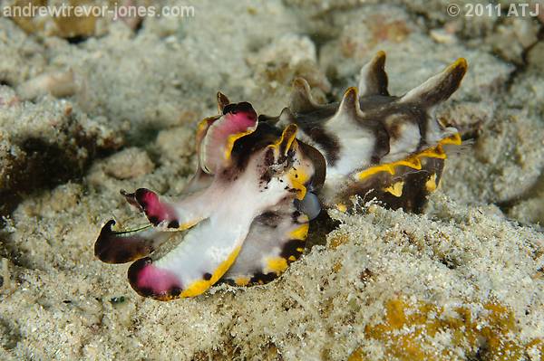 Flamboyant cuttlefish, Metasepia pfefferi