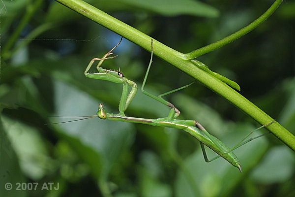 Praying mantis, Unknown species