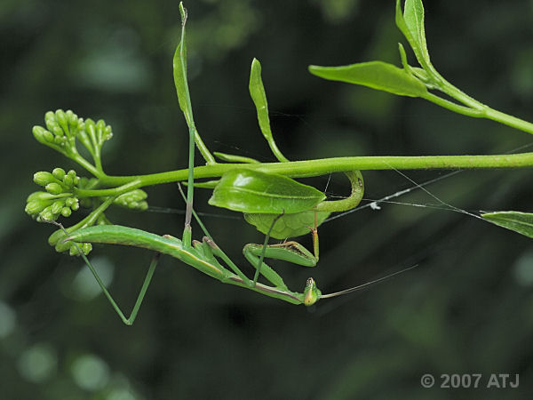 Praying mantis, Unknown species