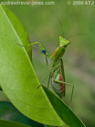 Praying mantis, Unknown species