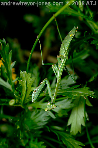 Praying mantis, Unknown species