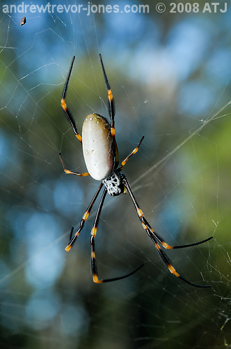 Golden orb weaver, Nephila sp.