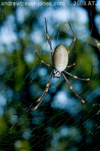 Golden orb weaver, Nephila sp.