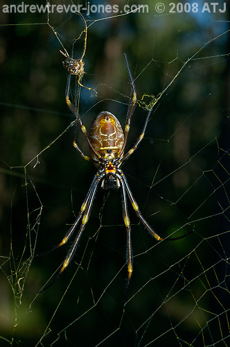 Golden orb weaver, Nephila sp.