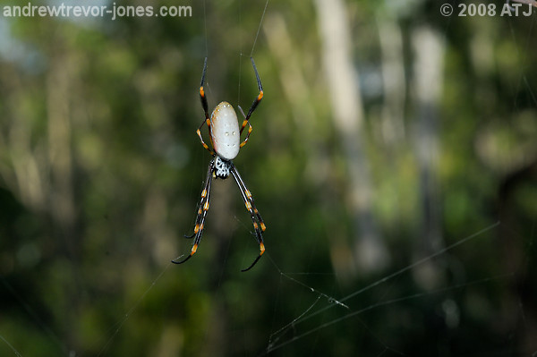 Golden orb weaver, Nephila sp.