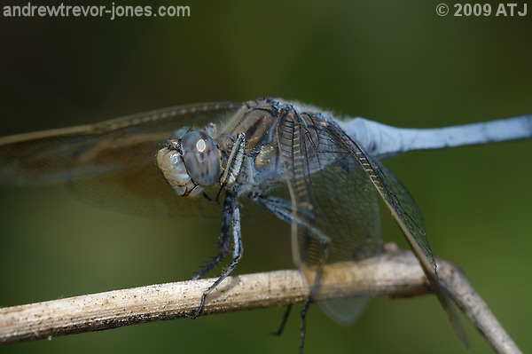 Blue skimmer dragonfly, Orthetrum caledonicum