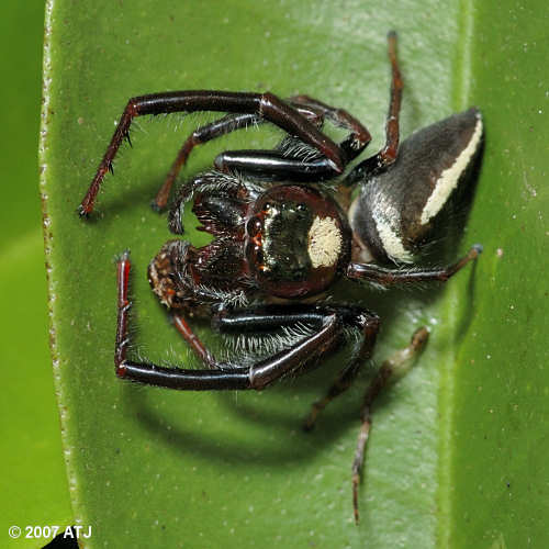 Garden jumping spider, Opisthoncus mordax