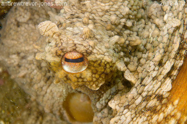 Sydney octopus, Octopus tetricus