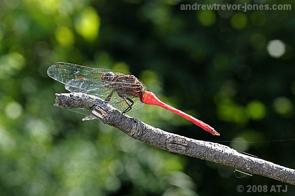 Fiery skimmer, Orthetrum villosovittatum